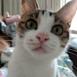旺财家