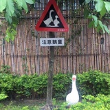 小飞侠