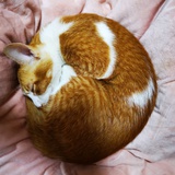 安然ˋ^ˊ