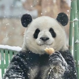 一叶一菩提