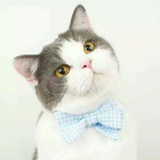 可可二猫