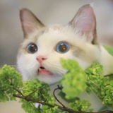 金瓯