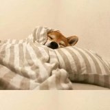 狮子牙齿