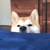 桃之夭