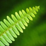 茗焰
