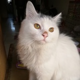 小娱籽