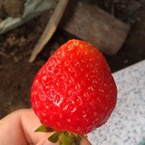 草莓果儿