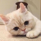 猫猫喵不喵