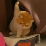 Cicy