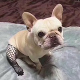 啟