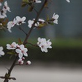余香丸子