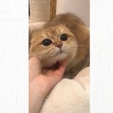 韩简爱
