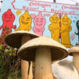美食旅游free者