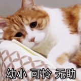 头秃的网友X