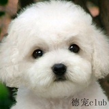 白云白白