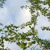 CM