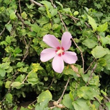 吃瓜
