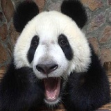 洪乐_黄阿狗