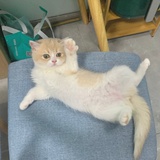 一只啊猫