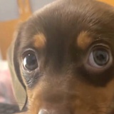 大眼小狗