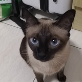 六六小甜豆