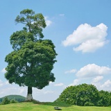 木又寸村又树🌳