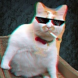 胡同里的猫