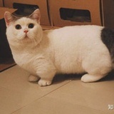 特拉啥