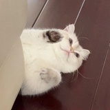 Neveil