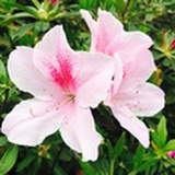 平沙漠漠