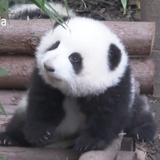 毛竹
