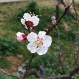 辫子里藏着香味