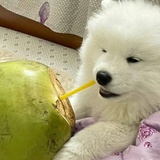 耶耶椰椰