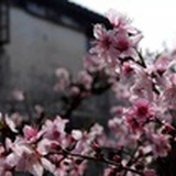 淡淡的茉莉香片