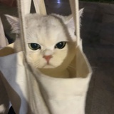 画船酱