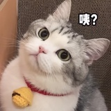 珂珂向阳