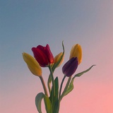 竹溯