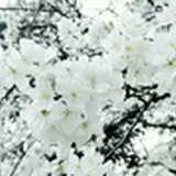 随钰而安