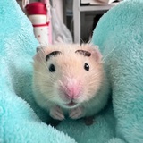 奶味猪