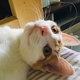 Eve