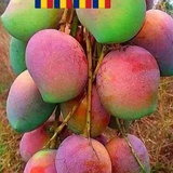 陌上花开