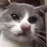 梅弦