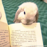 萌萌