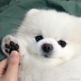 果呀呀
