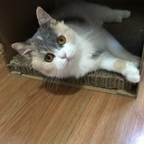 是范胖胖呀
