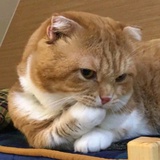 那老七