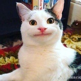 爱熊猫