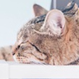 爱吃甜食的猫