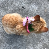 黄叶树和鸡蛋花