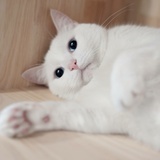 做你一辈子的猫